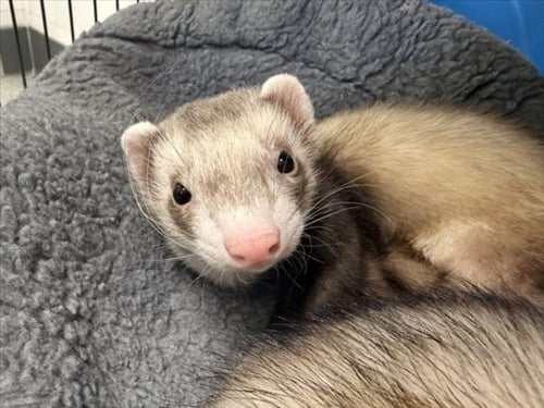 SMOKEY - Ferret available for adoption
