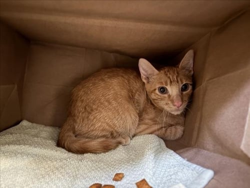 HERO - Domestic Short Hair available for adoption