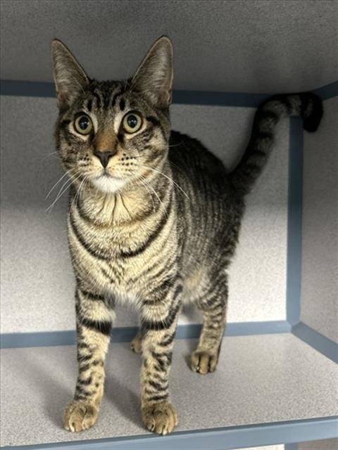 GIBLE - Domestic Short Hair available for adoption