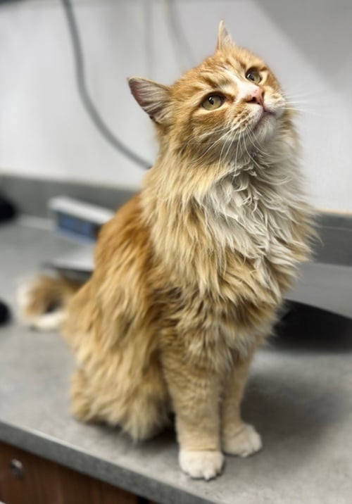 DORITO - Domestic Long Hair available for adoption