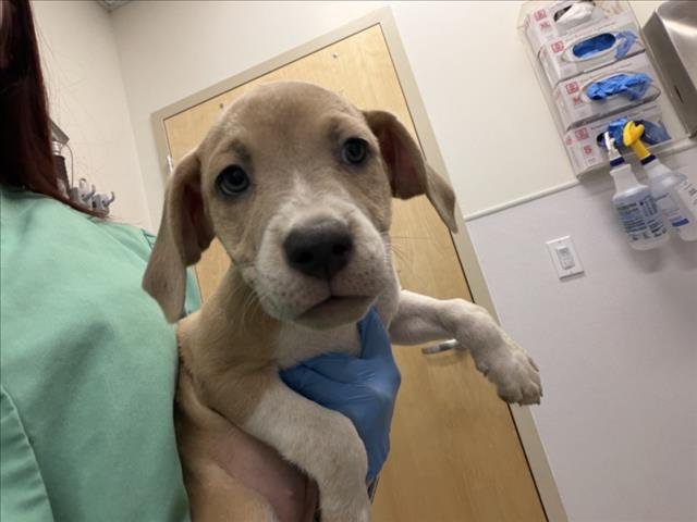 PIGLET - German Shorthaired Pointer available for adoption