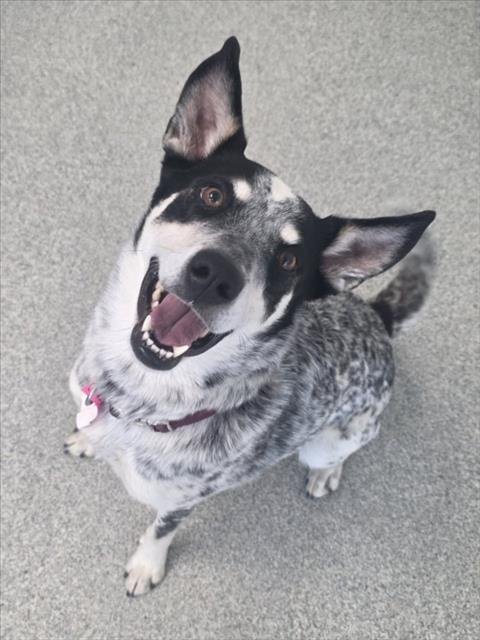 MILLER - Australian Cattle Dog/Blue Heeler available for adoption