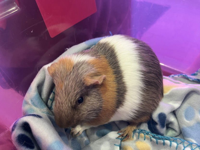 CAPPY - Guinea Pig available for adoption