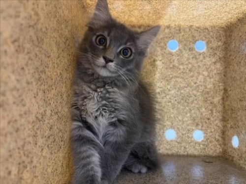 BILLY - Domestic Long Hair available for adoption