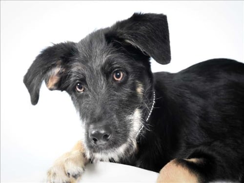 ORANGE - German Shepherd Dog available for adoption