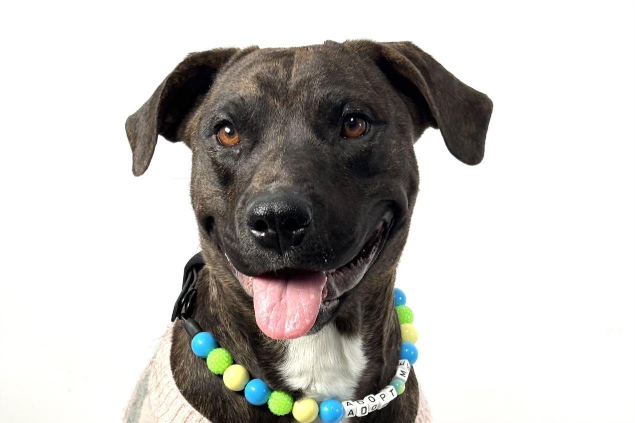 TILLY - Pit Bull Terrier available for adoption