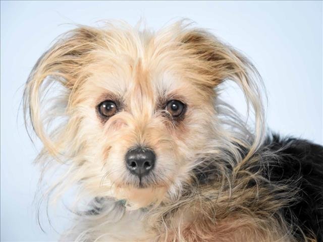 BELLA - Yorkshire Terrier Yorkie / Silky Terrier available for adoption