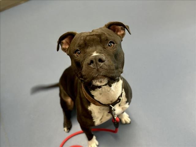 PIGLET - Pit Bull Terrier available for adoption