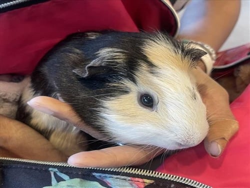 DEAN - Guinea Pig available for adoption