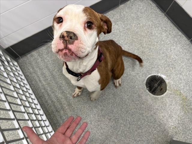 PUMPKIN - Boxer / Pit Bull Terrier available for adoption