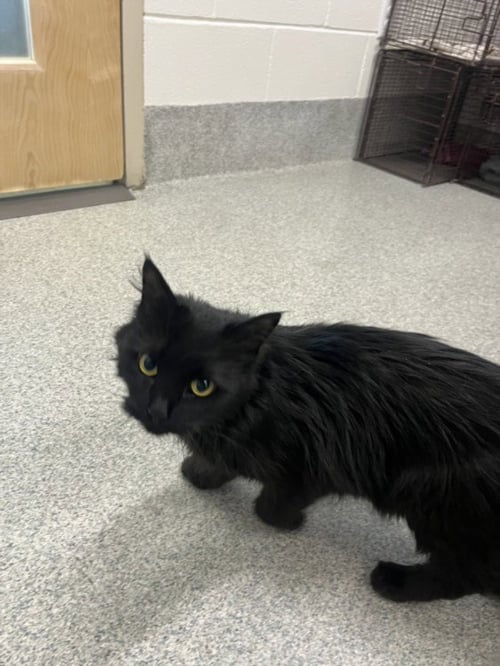 PENNY - Domestic Long Hair available for adoption