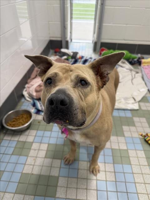 IVORY - American Staffordshire Terrier available for adoption
