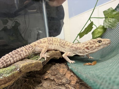 DELTA - Gecko available for adoption