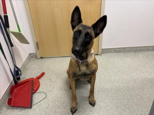 CECE - Belgian Shepherd Malinois available for adoption