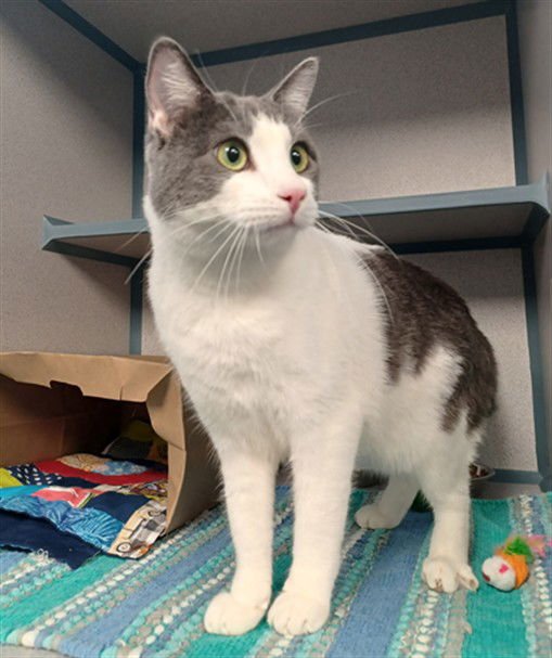 ROY - Domestic Short Hair available for adoption