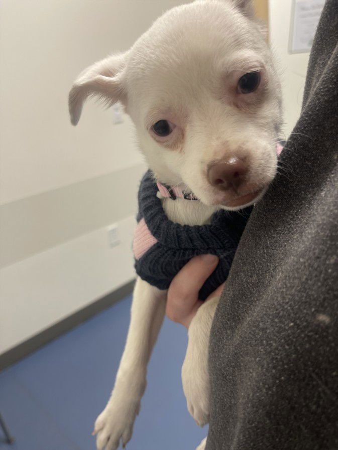 MISS FRIZZLE - Chihuahua available for adoption