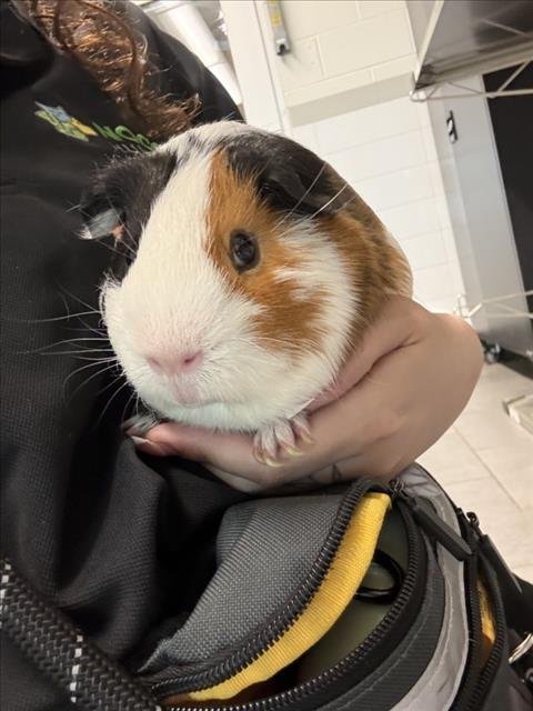 BRANDO - Guinea Pig available for adoption