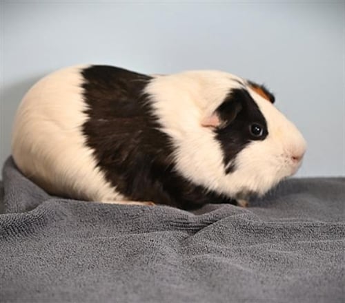 BRANDO - Guinea Pig available for adoption