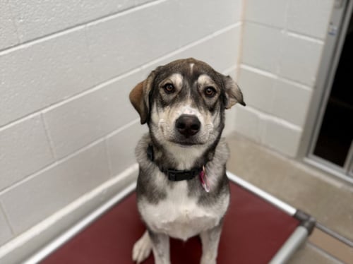 MABLE - German Shepherd Dog / Labrador Retriever available for adoption
