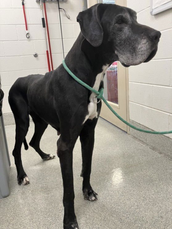 PETRA - Great Dane available for adoption