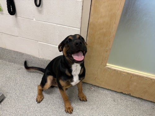 BOOMER - Rottweiler available for adoption