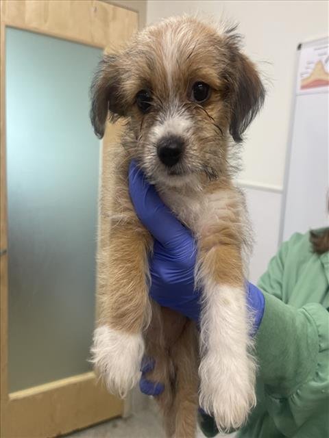DYLLIS - Cairn Terrier / Jack Russell Terrier (Parson Russell Terrier) available for adoption