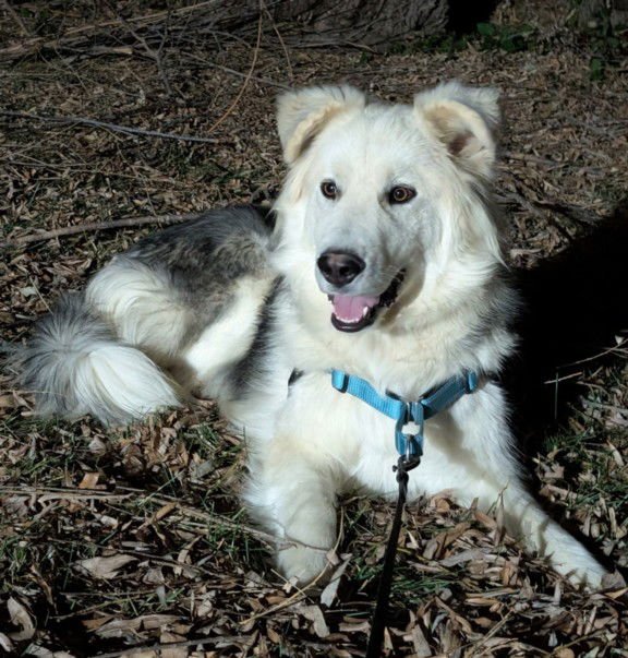 BASHFUL - Siberian Husky / Great Pyrenees available for adoption