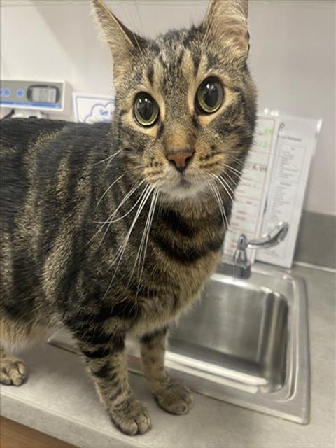 OLLIE - Domestic Short Hair for adoption in Fort Collins