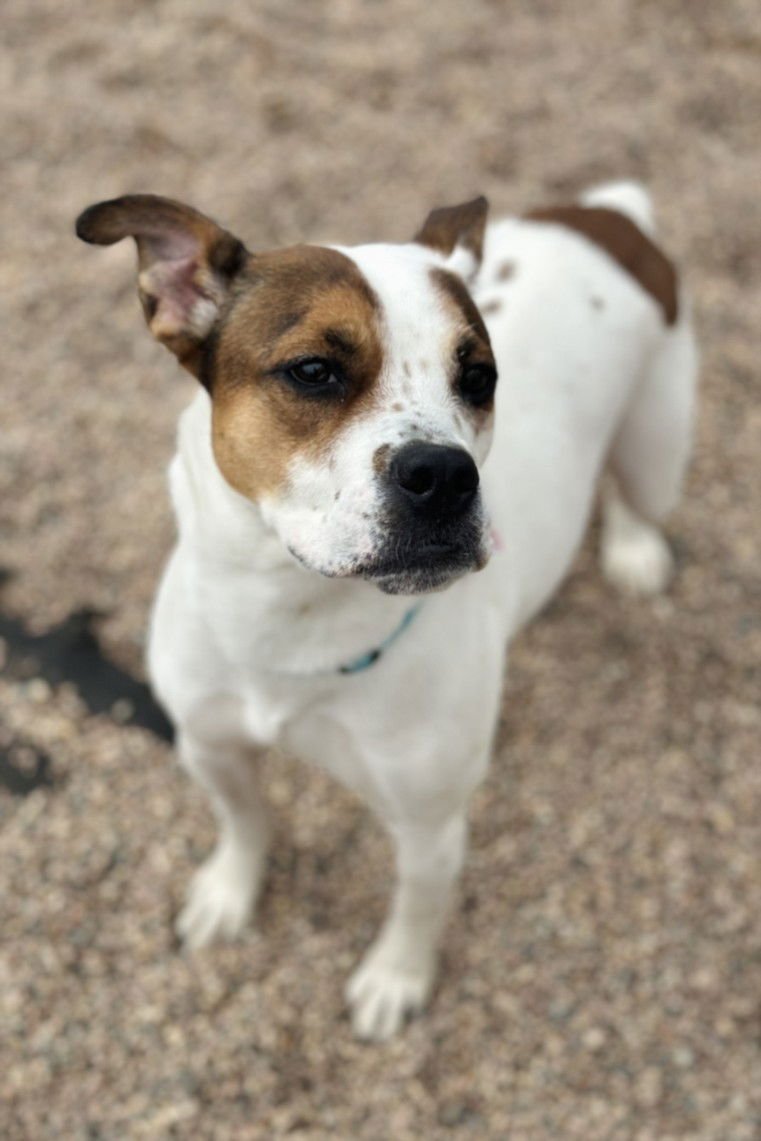 AURORA - American Bulldog available for adoption