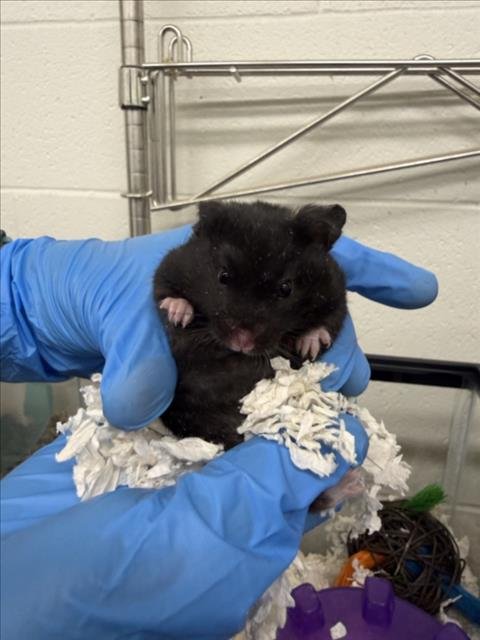 MIKEY - Hamster available for adoption