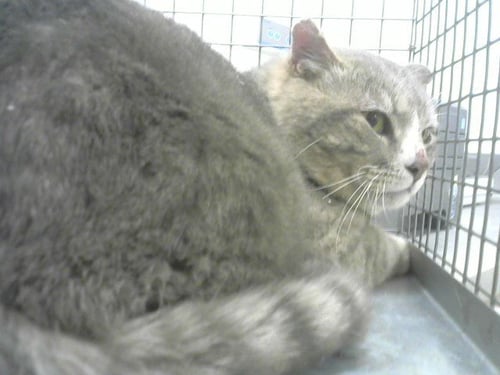 BUBS - Domestic Short Hair for adoption in Fort Collins