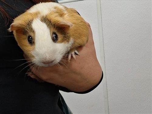 MOCHI - Guinea Pig available for adoption