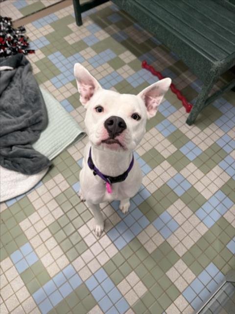 BAMBOO - Staffordshire Bull Terrier available for adoption