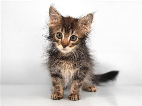OMELET - Domestic Medium Hair available for adoption