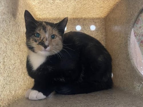 ELLE - Domestic Short Hair available for adoption