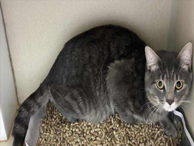 ALISTER - Domestic Short Hair available for adoption