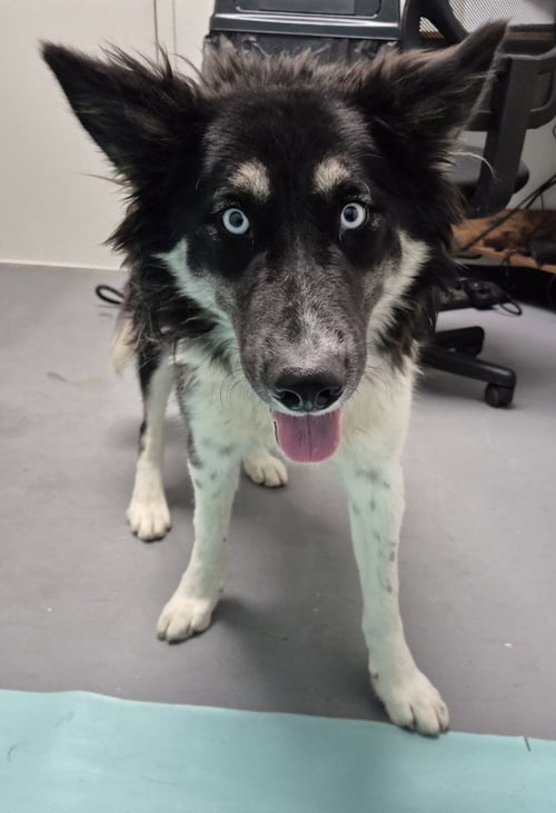 BREEZE - Border Collie available for adoption