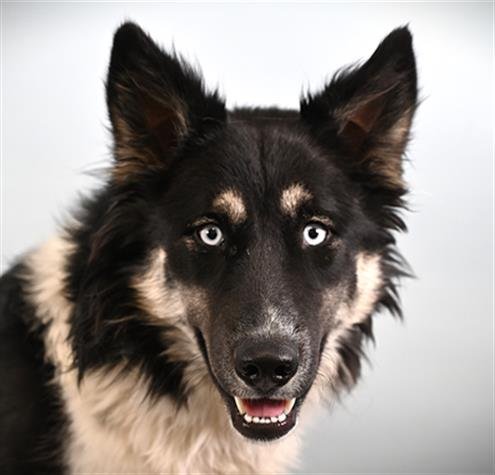 BREEZE - Border Collie available for adoption