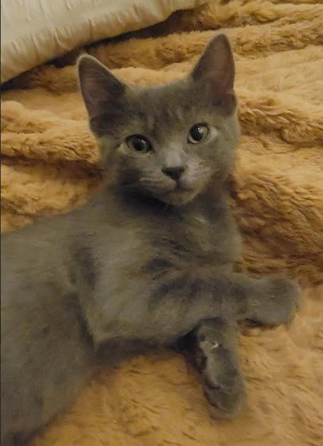 SESAME - Domestic Short Hair available for adoption
