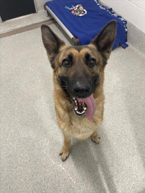 NALA - German Shepherd Dog available for adoption