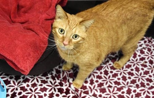 KAT - Domestic Short Hair for adoption in Fort Collins