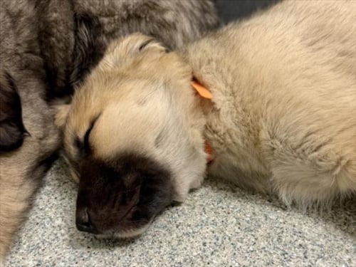 RUGER - German Shepherd Dog / Labrador Retriever available for adoption