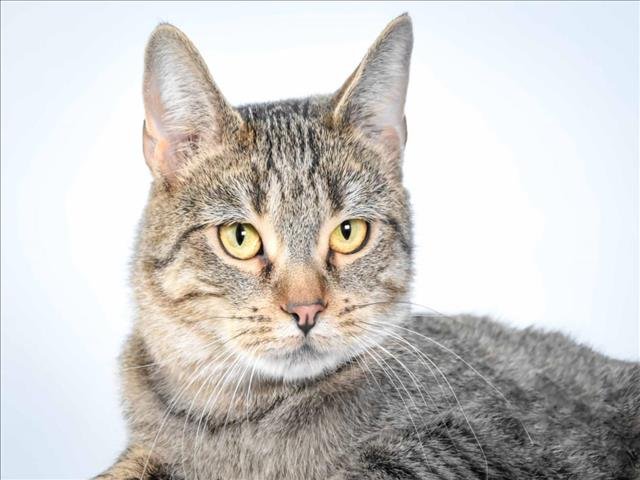 SPARKLE - Domestic Short Hair available for adoption