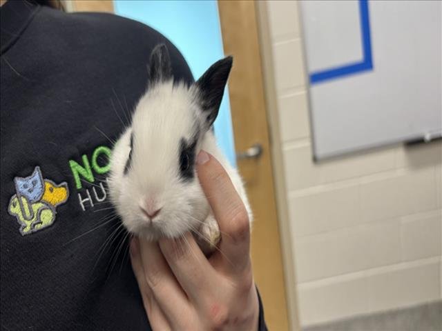 SPARK - Shorthaired Rabbit / English Spot available for adoption