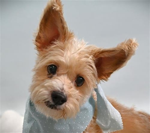 SAMMY - Cairn Terrier / Yorkshire Terrier Yorkie available for adoption