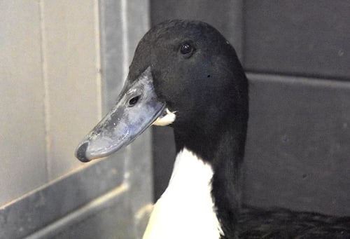 BILL - Duck available for adoption