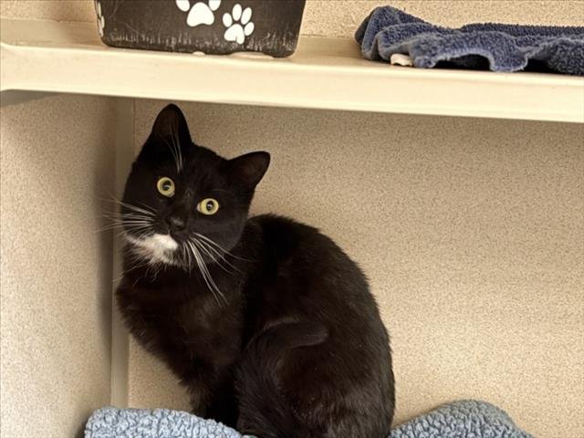 VELVETTE - Domestic Short Hair available for adoption