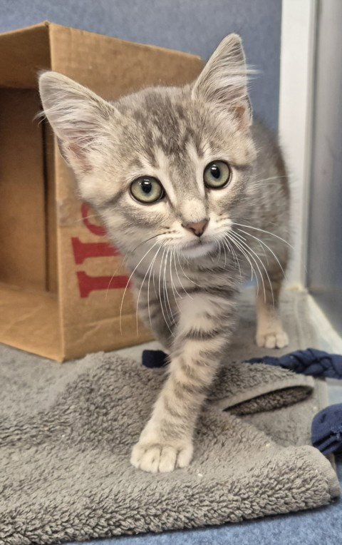 ALEX - Domestic Short Hair available for adoption