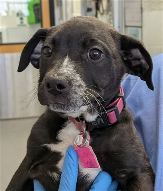 ZIRA - Cane Corso Mastiff / Australian Cattle Dog/Blue Heeler available for adoption