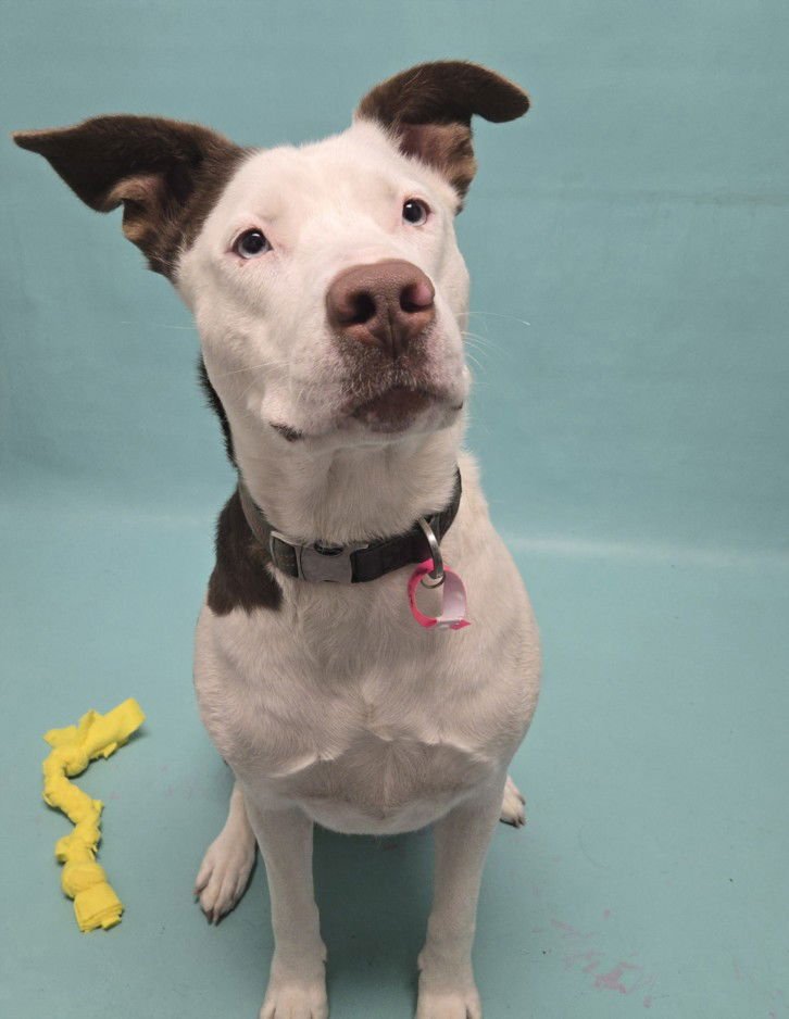 SUZIE - Siberian Husky available for adoption